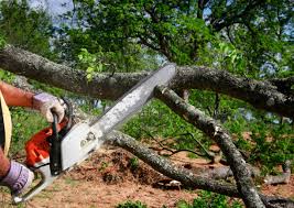 Best Arborist Consultation Services  in Tallahassee, FL